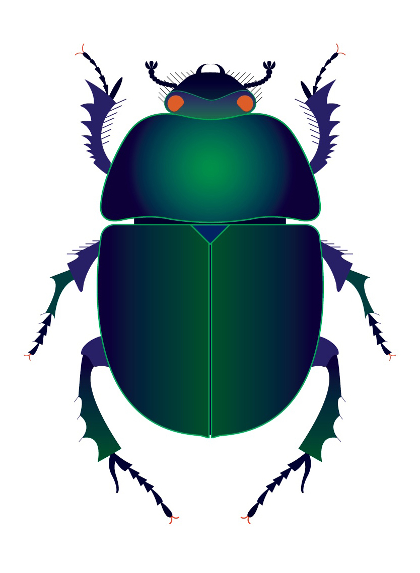 insecte